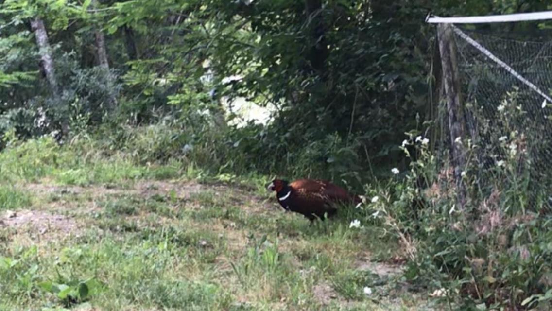 Bus Atypique Au Bord Du Canal Du Midi Et Au Coeur D'Une Foret 2 Chambres Villepinte  Екстериор снимка