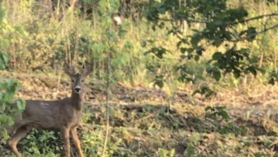Bus Atypique Au Bord Du Canal Du Midi Et Au Coeur D'Une Foret 2 Chambres Villepinte  Екстериор снимка