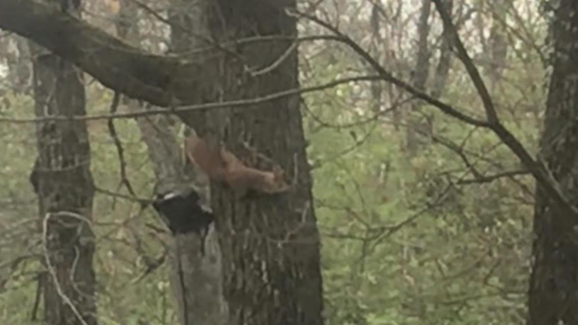 Bus Atypique Au Bord Du Canal Du Midi Et Au Coeur D'Une Foret 2 Chambres Villepinte  Екстериор снимка