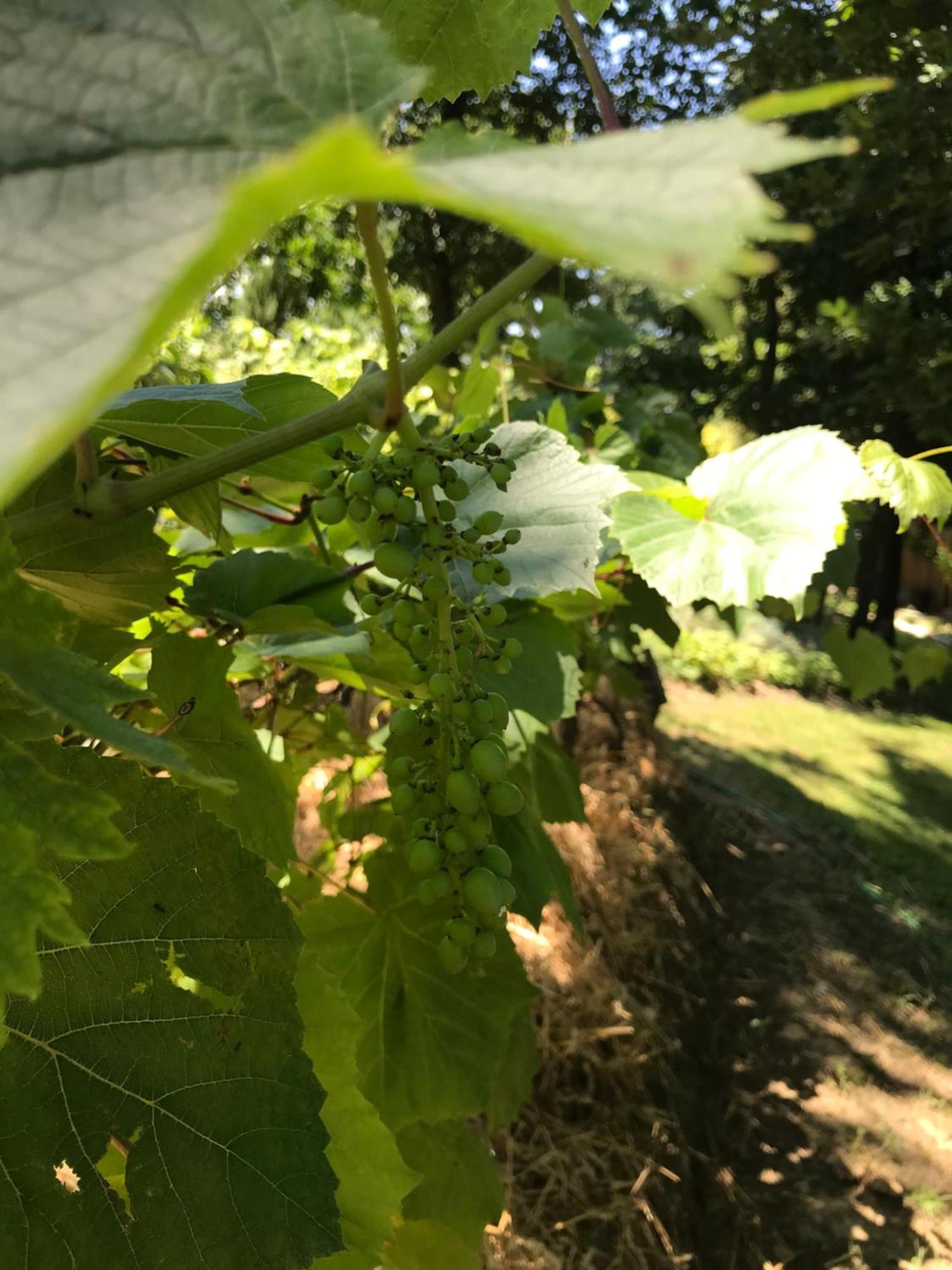 Bus Atypique Au Bord Du Canal Du Midi Et Au Coeur D'Une Foret 2 Chambres Villepinte  Екстериор снимка